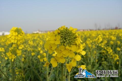 景秀大地果園采摘+消泗油菜花一