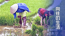 “向往的生活”大型團隊田園生活